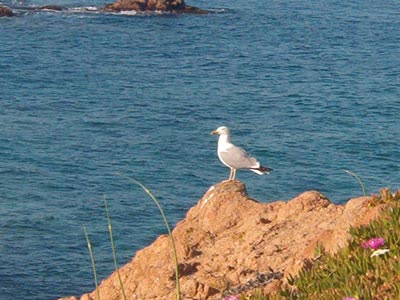 Costa Paradiso - Photo 15